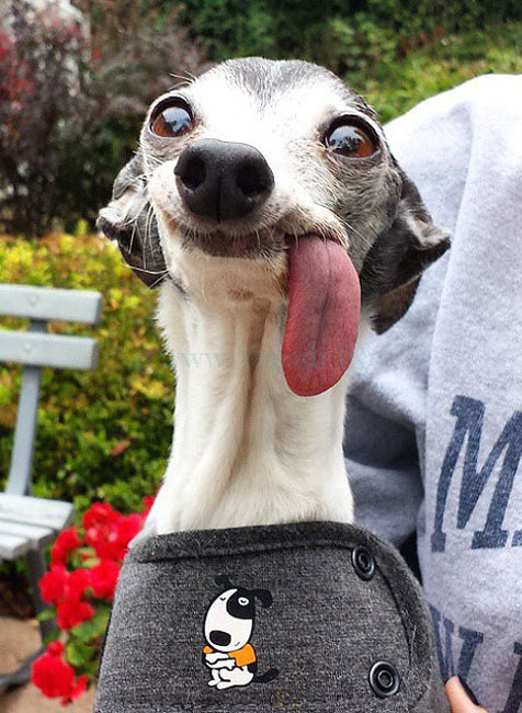 Big Tongue Dog Photoshop NSFW