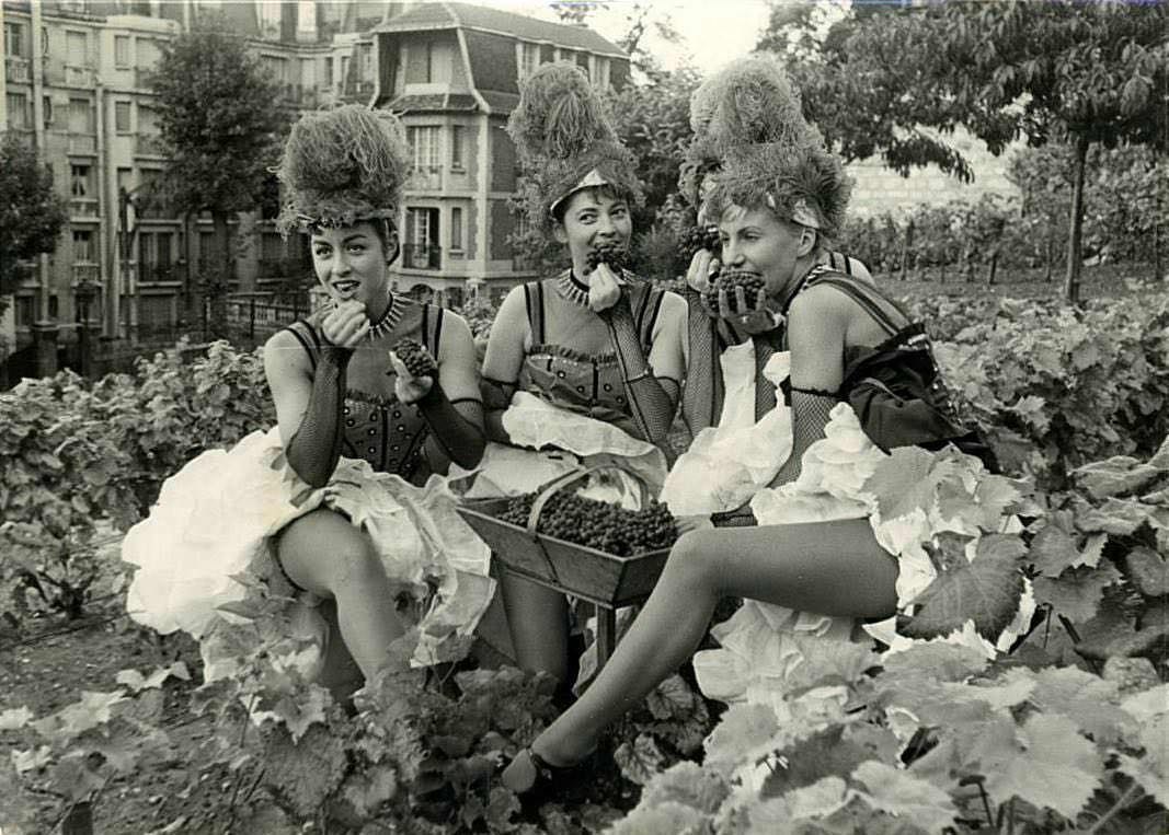 Grape Harvest At Montmartre Vineyard With Moulin Rouge Dancers 1958 NSF