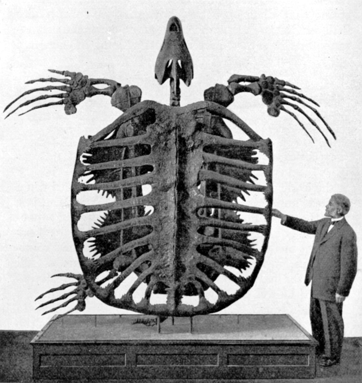 This Is An Archelon Ischyros The Largest Turtle Of The Seas Photo From 1902 NSFW